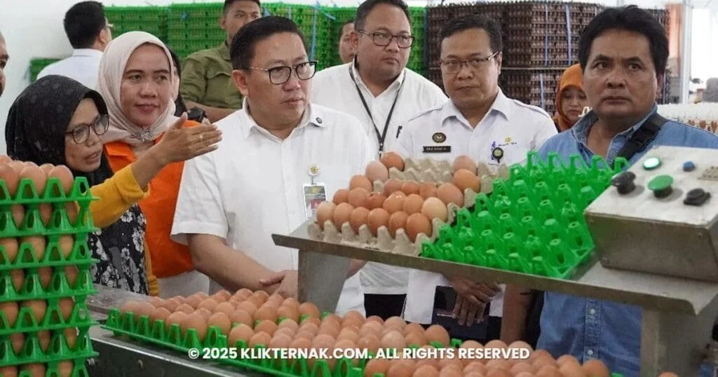 Kementan Upayakan Stabilisasi Harga Daging Ayam dan Telur